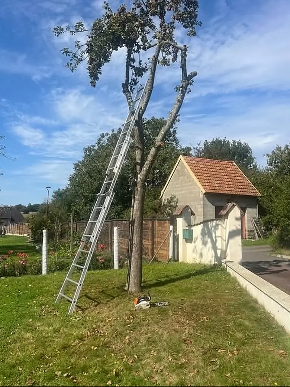 Avant : arbre à abattre à côté d’une maison