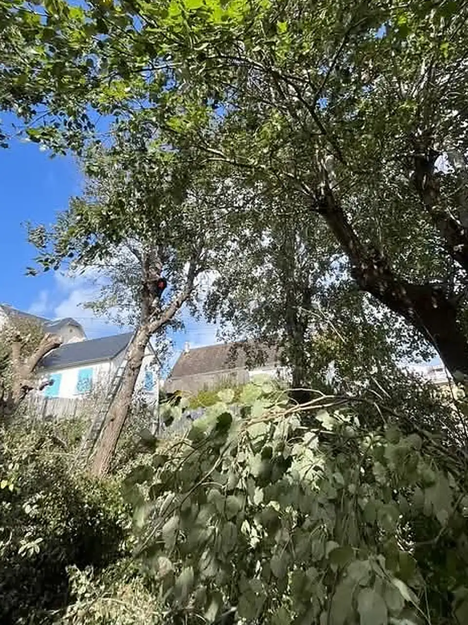 Avant : arbres envahissant un fond de jardin